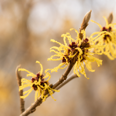 Witch Hazel
